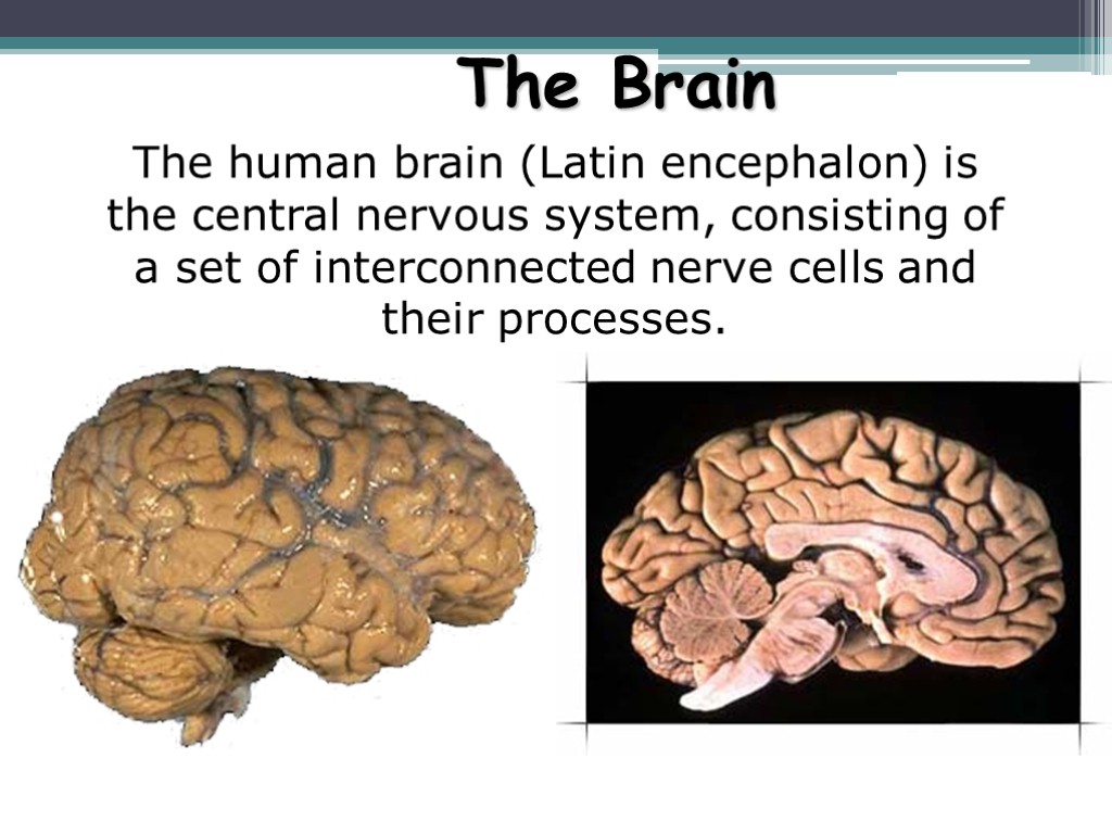 The Brain The human brain (Latin encephalon) is the central nervous system, consisting of